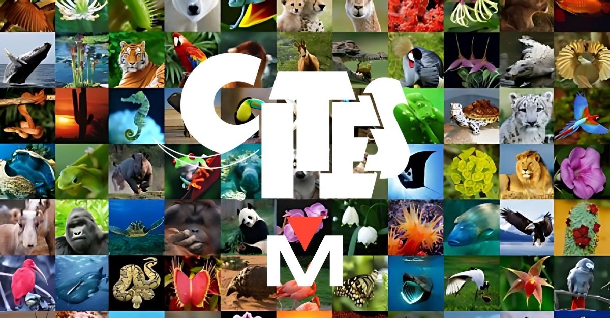 Top Mistakes in CITES Declarations and How to Prevent Them